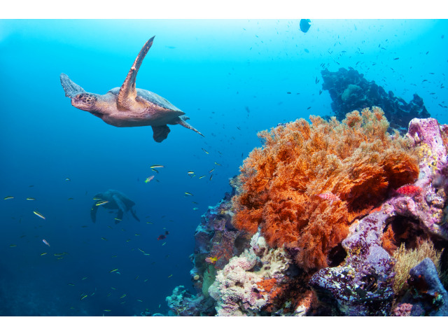 Bild der Website Faszinierendes Leben in der Tiefsee – Wunder der Natur