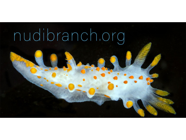 Bild der Website Nudibranch.org